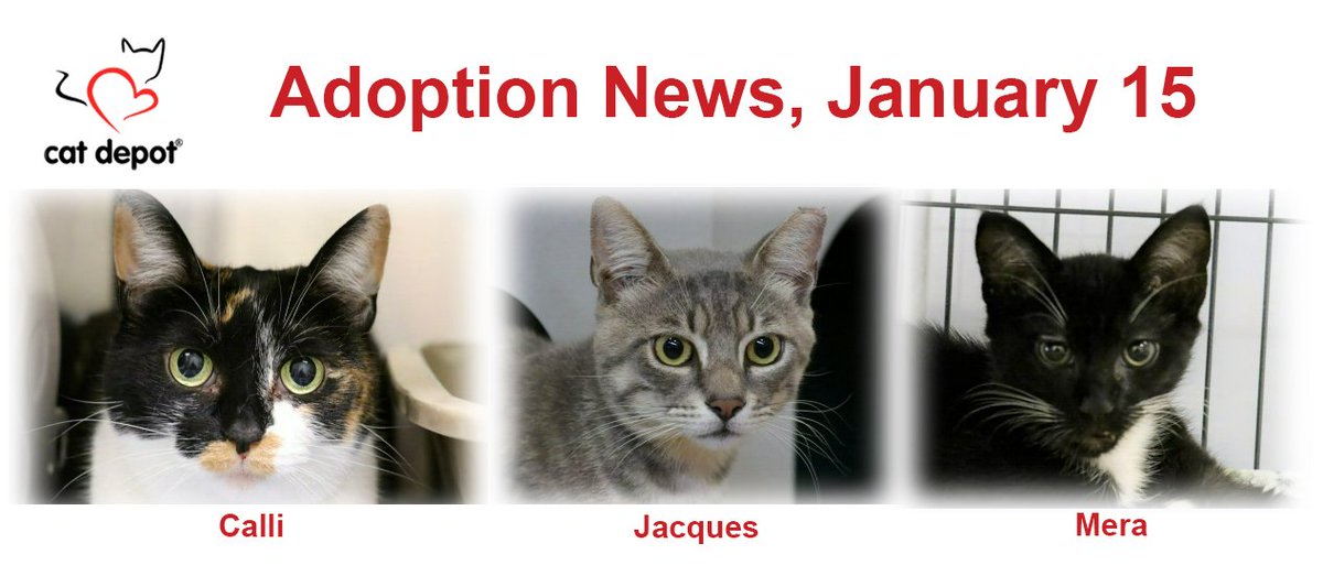 CatDepot's tweet photo. Adoption news: January 15, Calli, Jacques, and Mera found furever homes! Happy Purrs!
------------
Find Your Fur-ever Friend: https://t.co/Vo7NJs77CZ #CatDepot #HappyAdoptedCats #FindYourForeverFriend https://t.co/pbwkD8VyyA