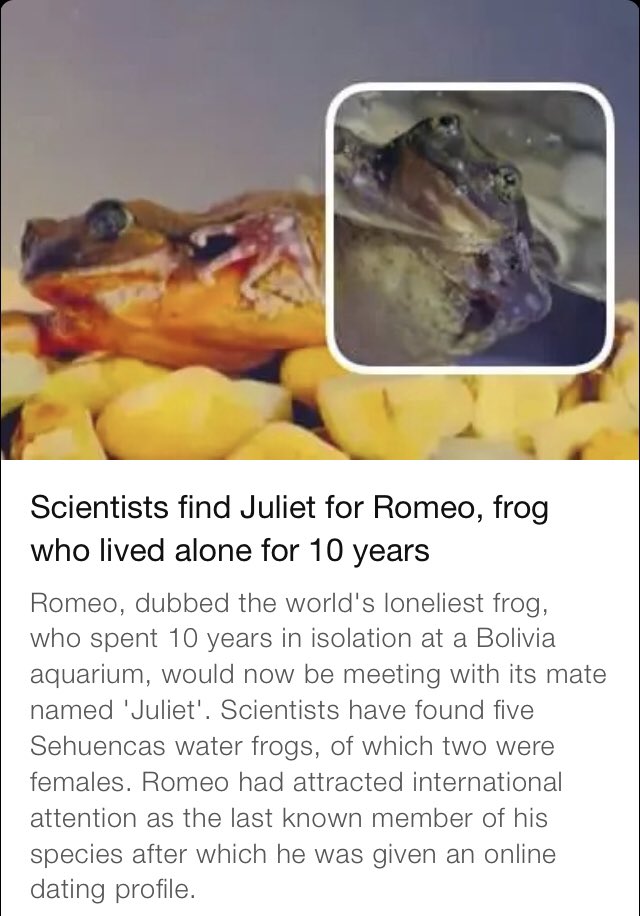 #Romeo and #Juliet . In another news from Planet Frog, it just came in that Sehuencas Water Frogs 🐸 are heavily numbered and one lone male named Romeo who has been alone for 10 years, is finally being partnered with a female. More on that below 🤣🤣#seheuncasFrogs