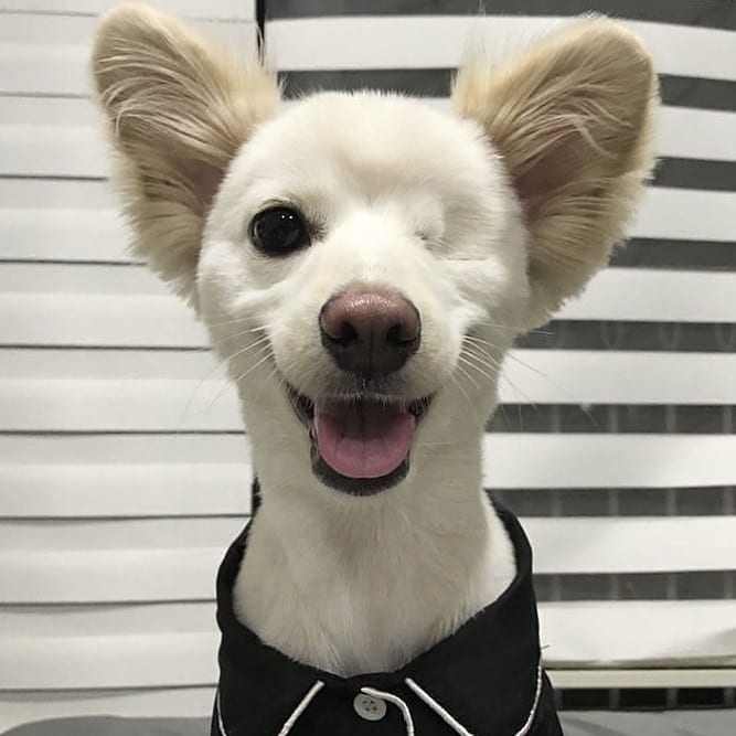 GF_Shop's tweet image. This dog manage to be happy despite her condition. Like to support animals in need ❤🐕
@durangrurang 
#govegan #doglovers