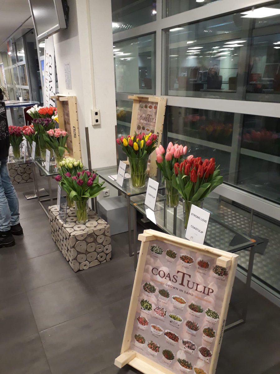 CoasTulip1's tweet photo. Mooie promotieochtend van Coastulip op bloemenveiling floraholland Aalsmeer #Coastulip #floraholland #coastulipexperience https://t.co/MW3FCdKeQX