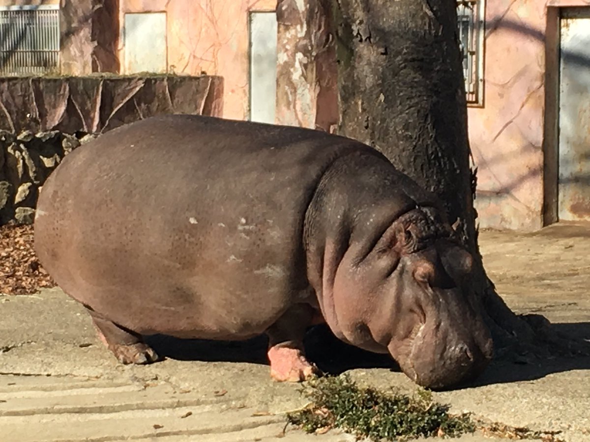 ショウ かみね動物園の動物たち 17年2月4日撮影 かみね動物園 キリン ライオン ゾウ カバ ショウ かみね動物園の動物たち 17年2月4日撮影 かみね動物園 キリン ライオン ゾウ カバ