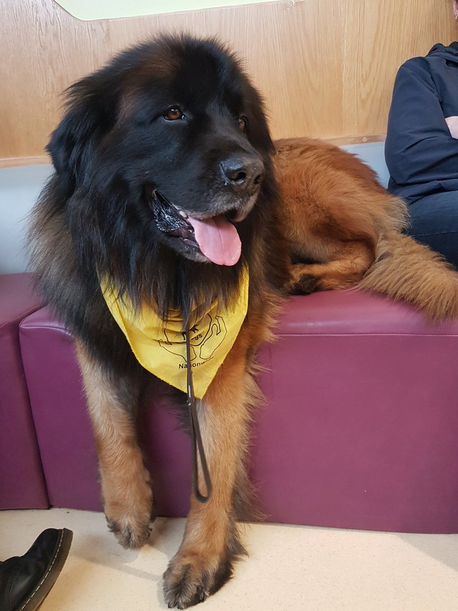 mymindfeed's tweet photo. What better way to spend a wet Wednesday morning than cuddling the amazing Flea! #therapydogsnationwide #ReduceAnxiety #ReduceStress #ReduceAnger #AncoraHouse #inpatientcamhs #WednesdayWisdom https://t.co/OMoE4xbbod