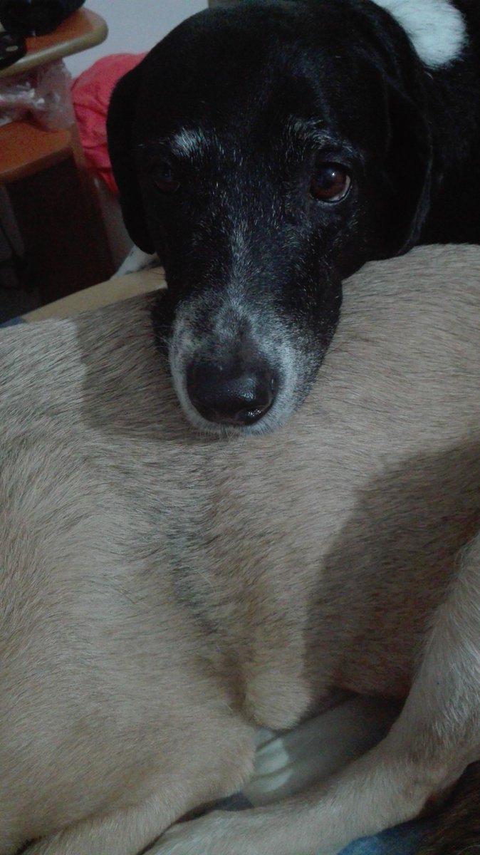 Anoche Gordo, mi negrito hermoso cruzó el arcoiris 😔 el dolor es indescriptible 💔 espero verte de nuevo mi perrito maravilloso, corre libre y feliz en el cielo de los peluditos, te amo. 😥