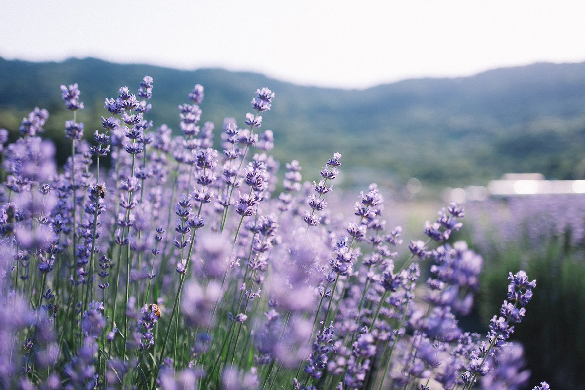zornitsaxx's tweet photo. Lavender พืชในตระกูล Lamiaceae หนึ่งในดอกไม้ที่สวยที่สุดในโล Lavender สีม่วงเป็นตัวแทนของราชวงศ์ สีชมพูเป็นตัวแทนแห่งความเยาว์ สัญลักษณ์โดยรวมของมันสื่อถึงความบริสุทธิ์ สง่างาม ไร้เดียงสาและความสงบสุข หากมอบดอกลาเวนเดอร์ให้ใครนั่นหมายถึงคุณได้มอบความรักและความซื่อสัตย์ให้คนนั้น https://t.co/1Zi6D3Z8IP
