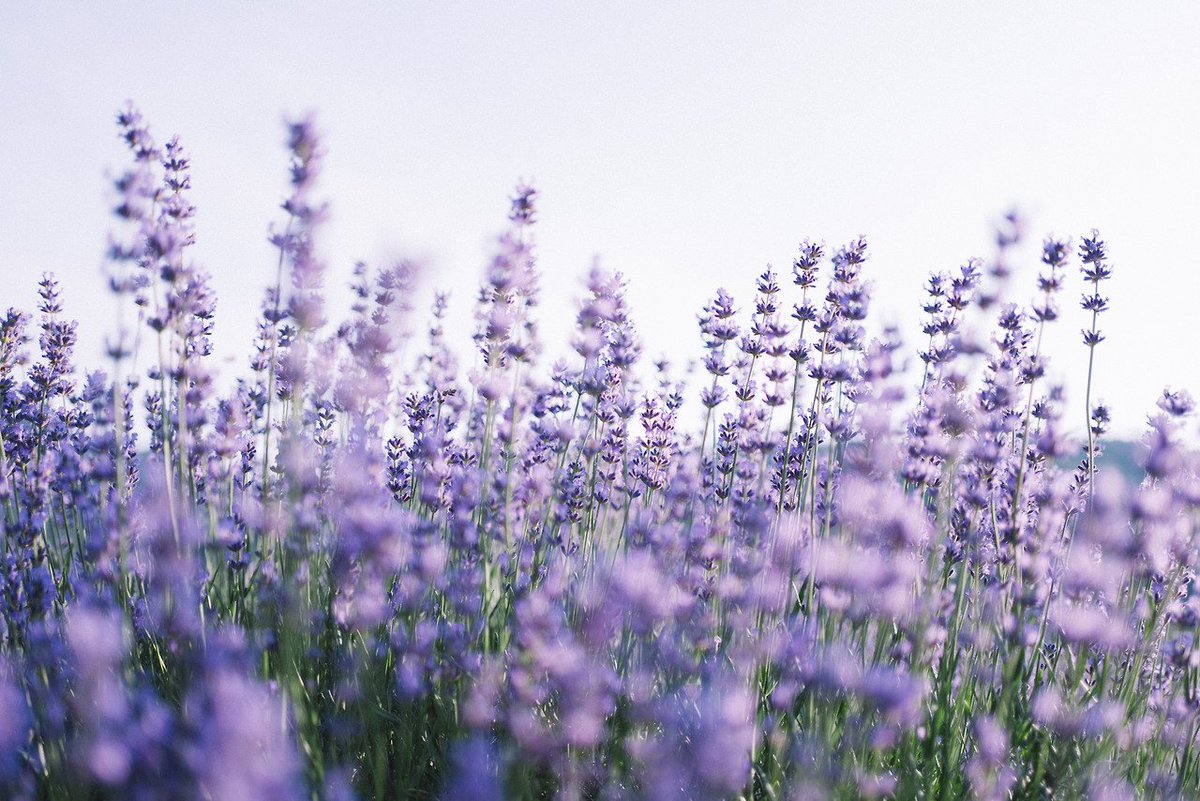 zornitsaxx's tweet photo. Lavender พืชในตระกูล Lamiaceae หนึ่งในดอกไม้ที่สวยที่สุดในโล Lavender สีม่วงเป็นตัวแทนของราชวงศ์ สีชมพูเป็นตัวแทนแห่งความเยาว์ สัญลักษณ์โดยรวมของมันสื่อถึงความบริสุทธิ์ สง่างาม ไร้เดียงสาและความสงบสุข หากมอบดอกลาเวนเดอร์ให้ใครนั่นหมายถึงคุณได้มอบความรักและความซื่อสัตย์ให้คนนั้น https://t.co/1Zi6D3Z8IP