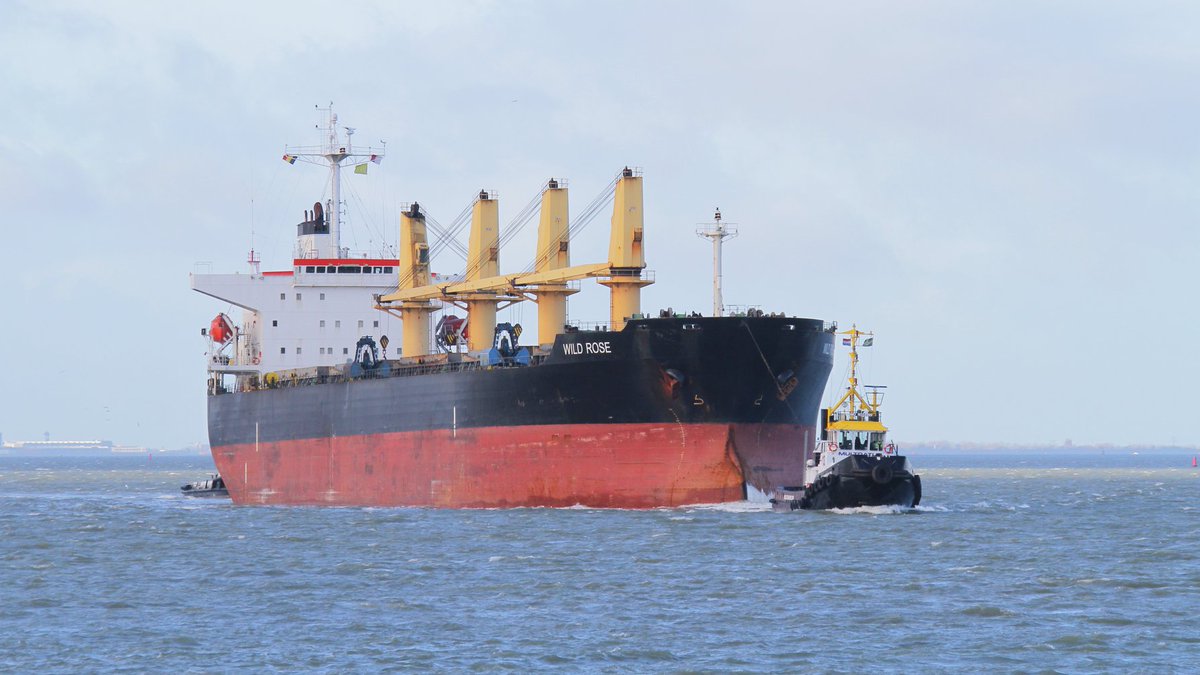 Multraship's tweet photo. Wild Rose inbound for Grootdok, Ghent. Assisted by MULTRATUG 13 (leading) and MULTRATUG 28 (stern) last Monday. Photo series by Willem Kruit. #MULTRATUG #MULTRASHIP #TUGSPOTTERS #WILDROSE #TUGLIFE https://t.co/jJzls8U6pi