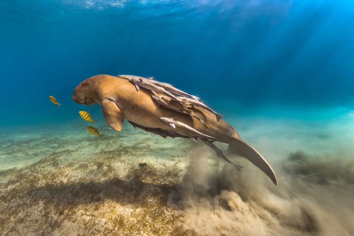 Canon Россия tweet media