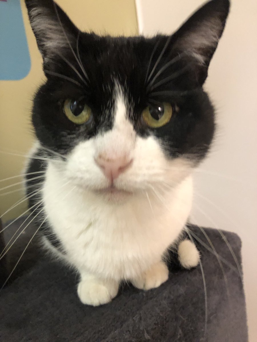 MuncieACS's tweet photo. We can’t even lie, we have some of the cutest cats in the world! How are they not adopted yet?  #adoptme #CatsOfTwitter #cutecats https://t.co/DdzqY2XrqC