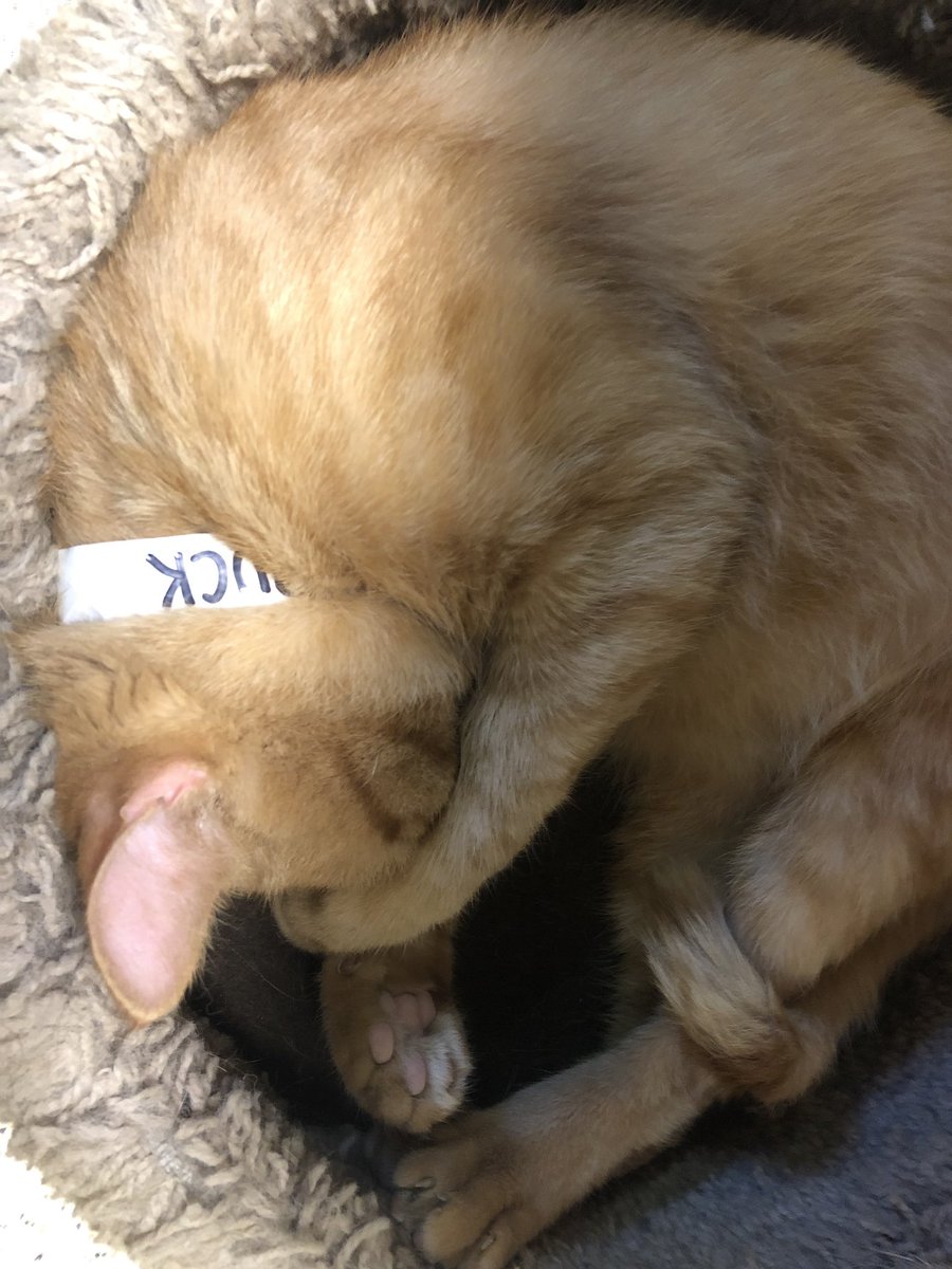 MuncieACS's tweet photo. We can’t even lie, we have some of the cutest cats in the world! How are they not adopted yet?  #adoptme #CatsOfTwitter #cutecats https://t.co/DdzqY2XrqC