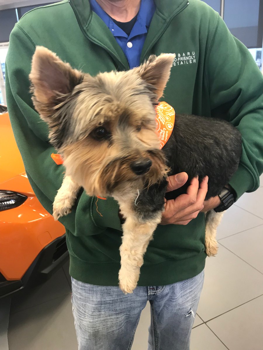 SubaruMemphisCP's tweet photo. Meet our Jim Keras Subaru dog of the day Bandit! #JimKerasSubaru #TeamJimKeras #Subaru #Subarudogs #dogtesteddogapproved #midsouth #memphis https://t.co/iHN8S9MO0b