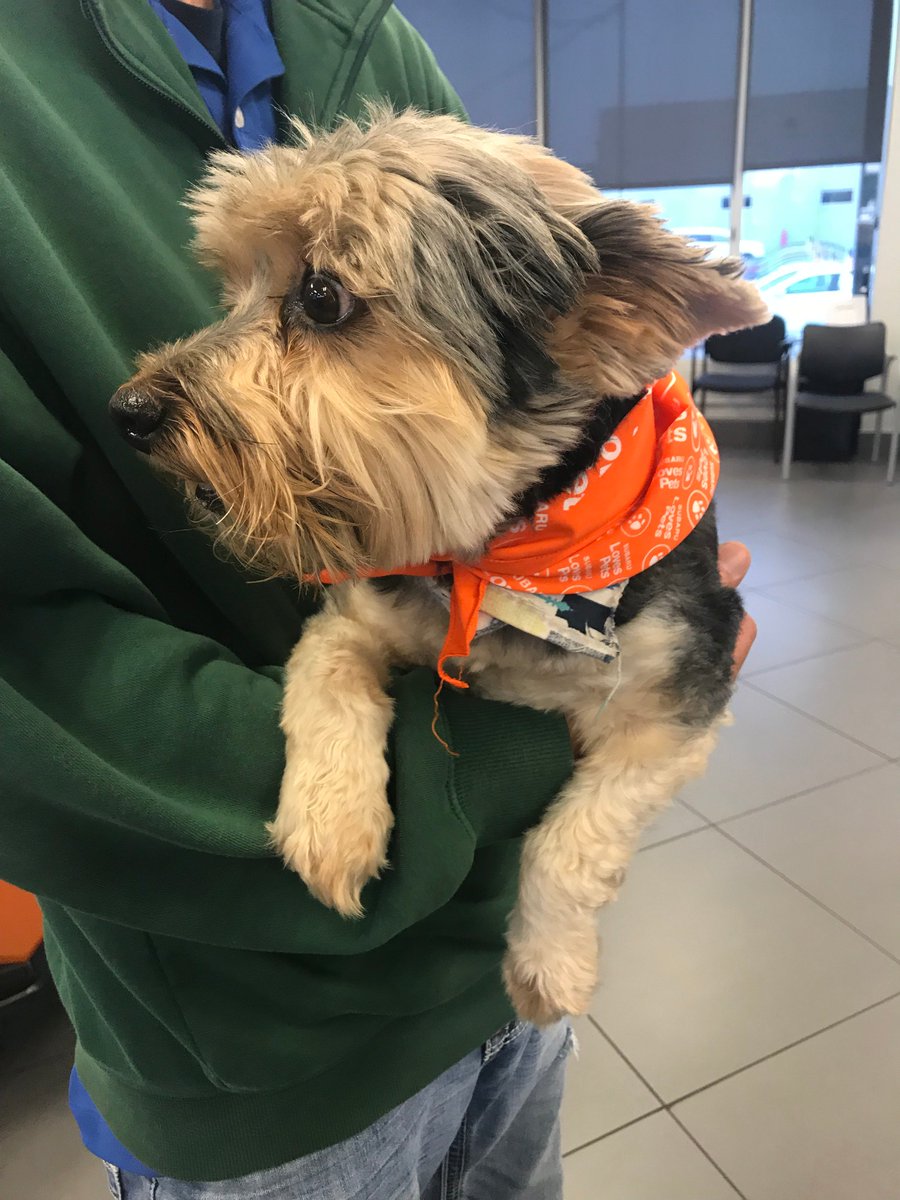 SubaruMemphisCP's tweet photo. Meet our Jim Keras Subaru dog of the day Bandit! #JimKerasSubaru #TeamJimKeras #Subaru #Subarudogs #dogtesteddogapproved #midsouth #memphis https://t.co/iHN8S9MO0b