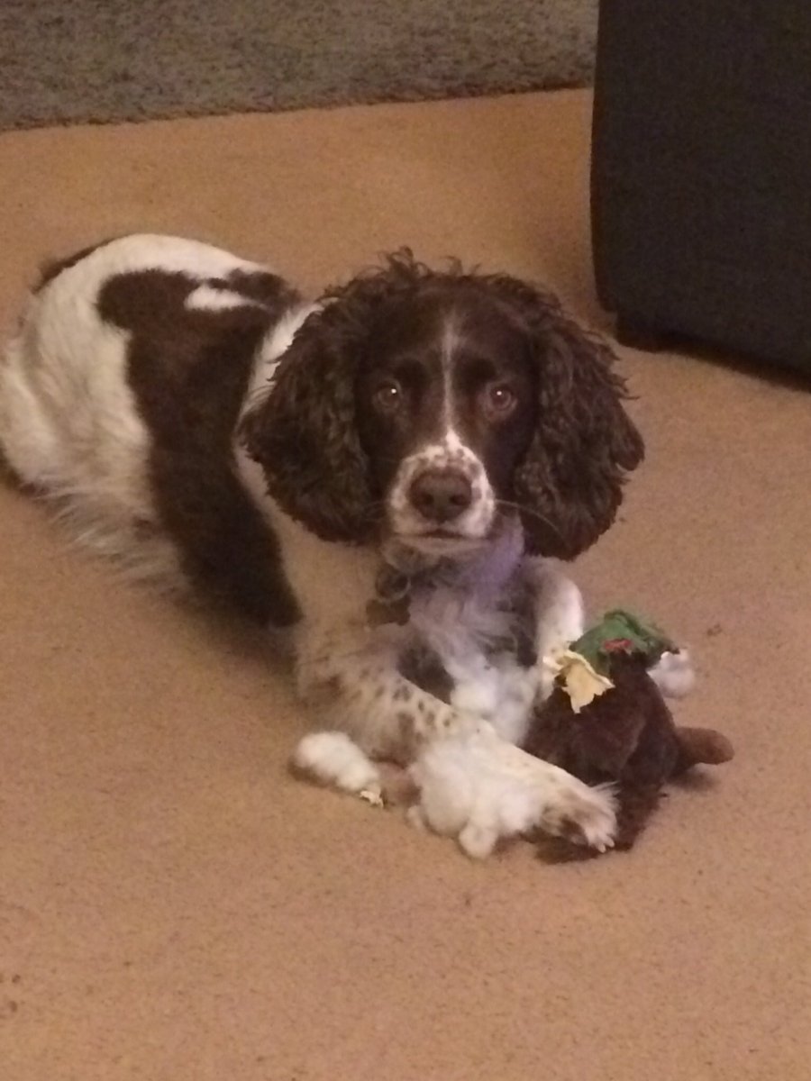 stitchadventure's tweet photo. Sorry Santa 🎅🏻 #dogsofinstagram #springerspaniel @dogcelebration @yourdog https://t.co/hJZ7w9GA80