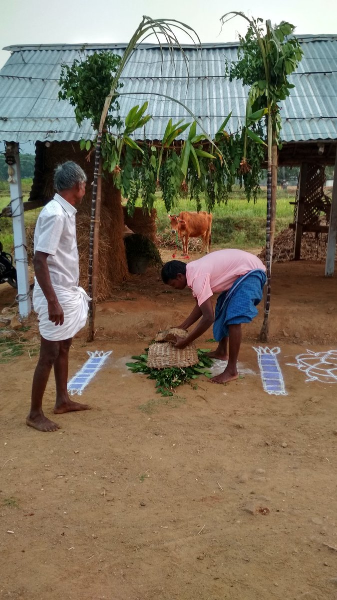 muthu2328's tweet photo. 😘💓🐄 #இனியமாட்டு #பொங்கல்நல்வாழ்த்துக்கள்🐄💓😘  #நமதுவீட்டுசெல்வங்கள்😘😘 @dhanushkraja அண்ணா #LoveUlot😘😘😘 https://t.co/DWhUHMerpA
