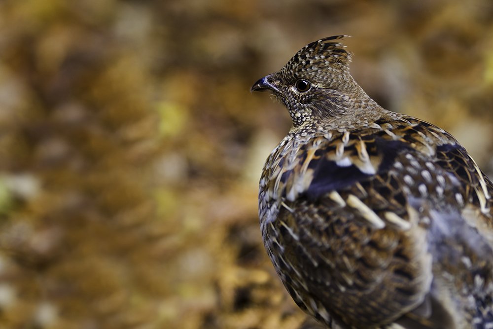 OutdoorNews's tweet photo. Wisconsin ruffed grouse test positive for West Nile virus. @WDNR #WNV #grouse #ruffies #hunting https://t.co/NWgR0VR5O5 https://t.co/FuHcbqhDMT