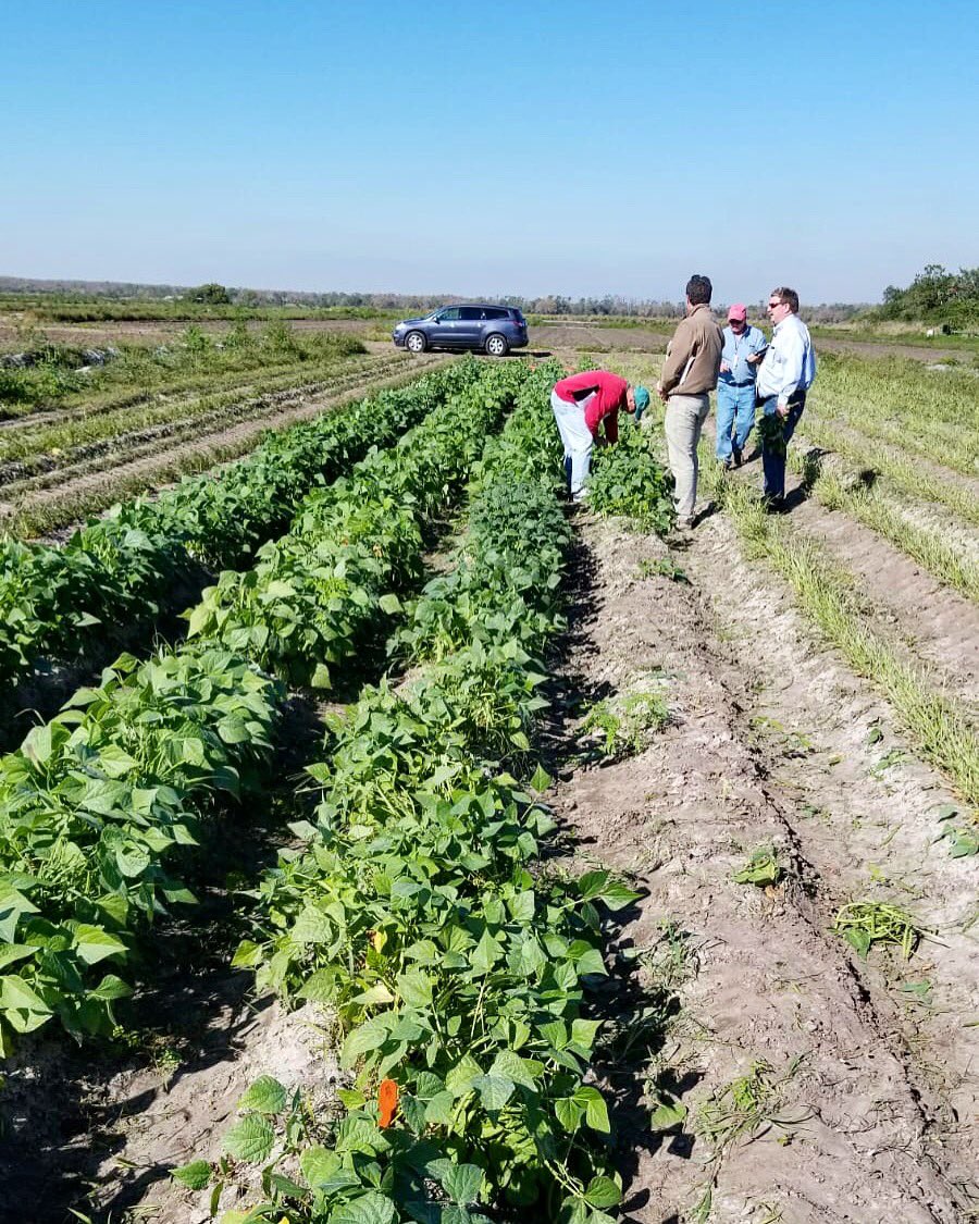 Pure Line Seeds, Inc tweet media