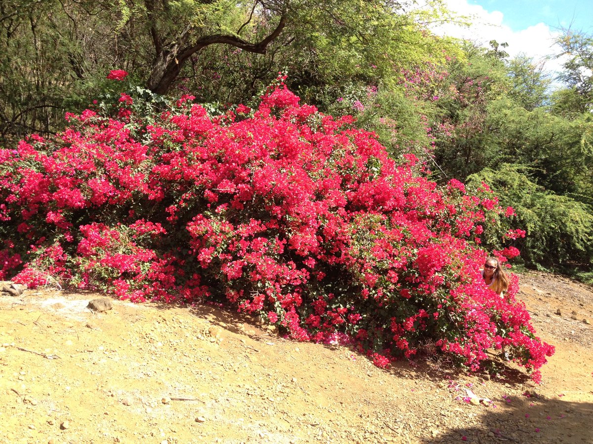 Anne Murata V Twitter Good Morning From Koko Crater Botanical