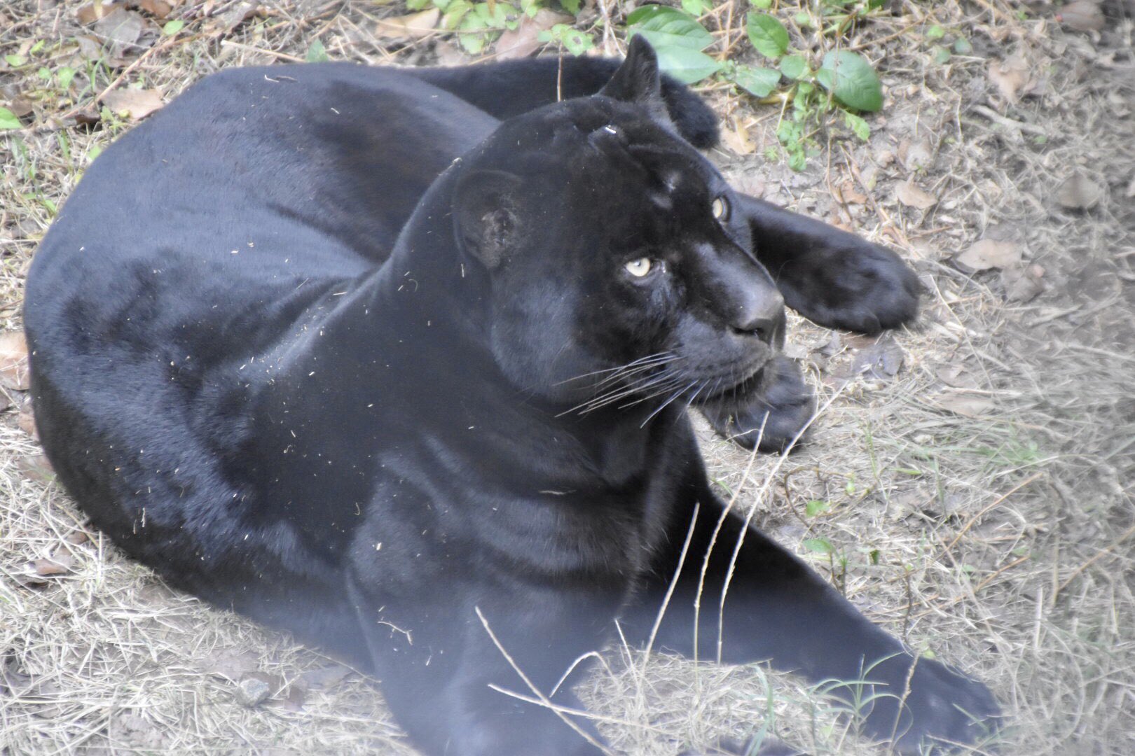 Foo Zoo 黒ジャガーカッコいい 黒ジャガー 平川動物公園 T Co Vbdt6qjngj Twitter