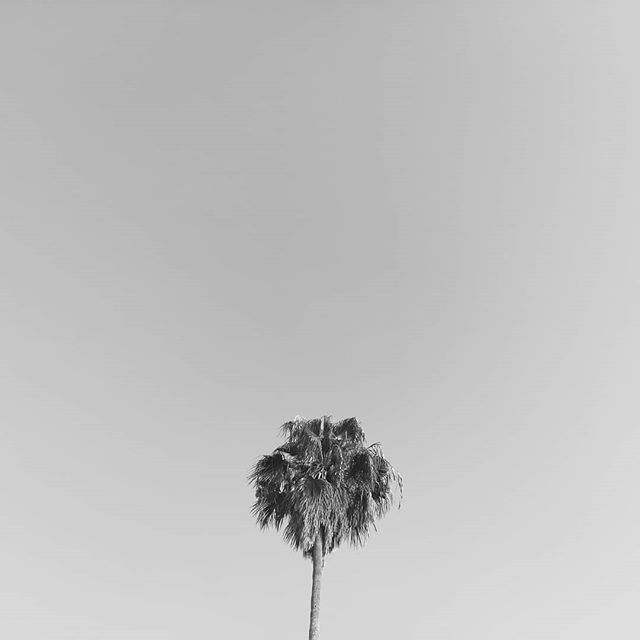 vibes in cali 🌫️ last september .
.
.
.
•
•
.
.
•
•
.
.
.
. 🌴 #feeling #dreamy #palmtree #palmtrees #california #cali #chill #paradise #nofilter #wild #sky #skyline #skyview #skyporn #skylovers #skyphotography #inspiration #dailyinspiration #insp… http://bit.ly/2RSaJzB