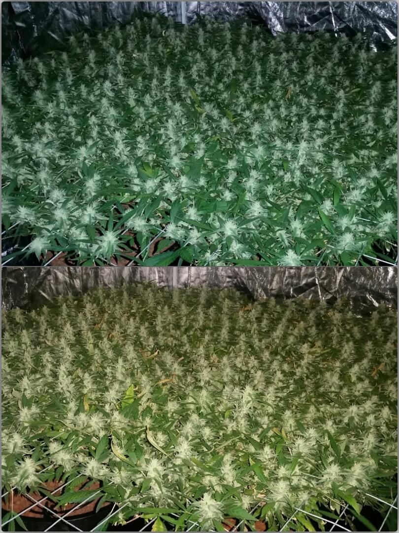 FixMyPot's tweet image. My Last Grow #marijuana #cannabiscanada #howtogrowweed #hightimes #weedlife #weedstagram