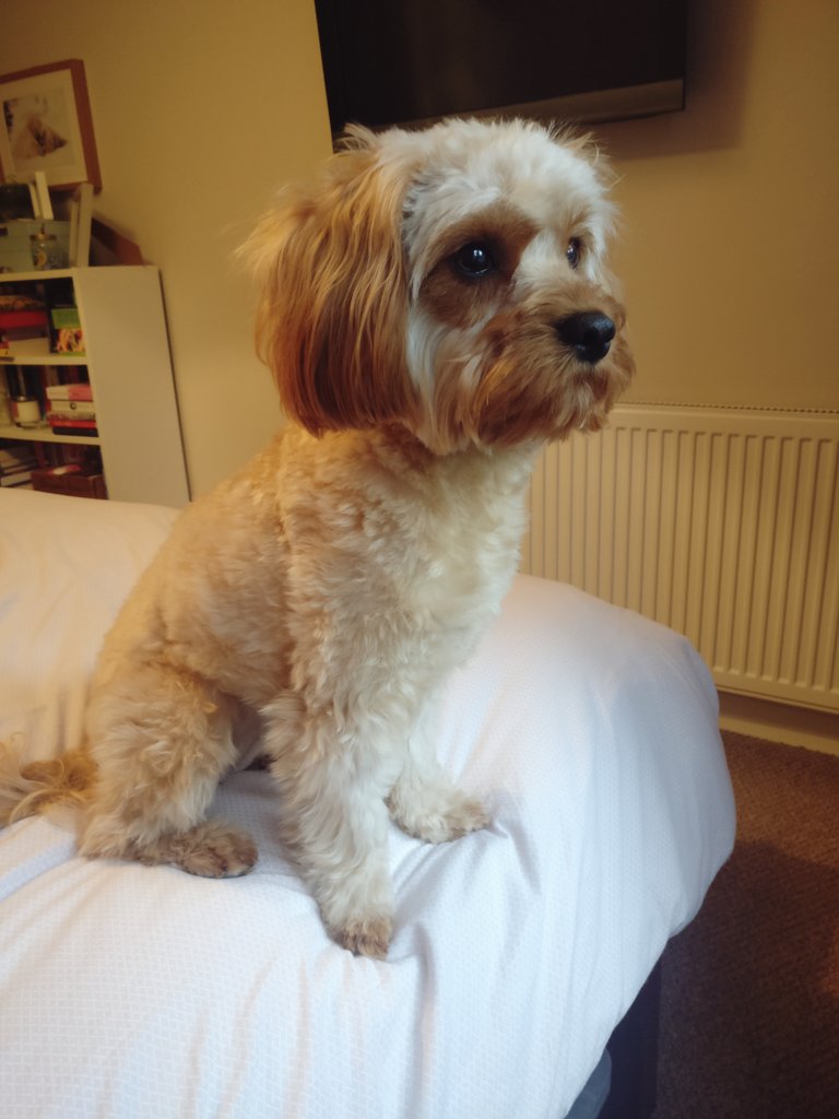 Jade Gwilliam (@jadedgwill) on Twitter photo 16/01/2019 15:49:23 Important public service announcement: the dog had a haircut. Important public service announcement: the dog had a haircut.