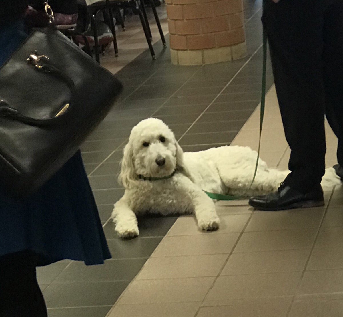 Inspiring to see the 5th Grade Students and Teachers wanting to help Storm Lake be a better community and school! #BeABetterHuman #BeABetterDog <a href="/StormLakeCSD/">Storm Lake CSD</a>