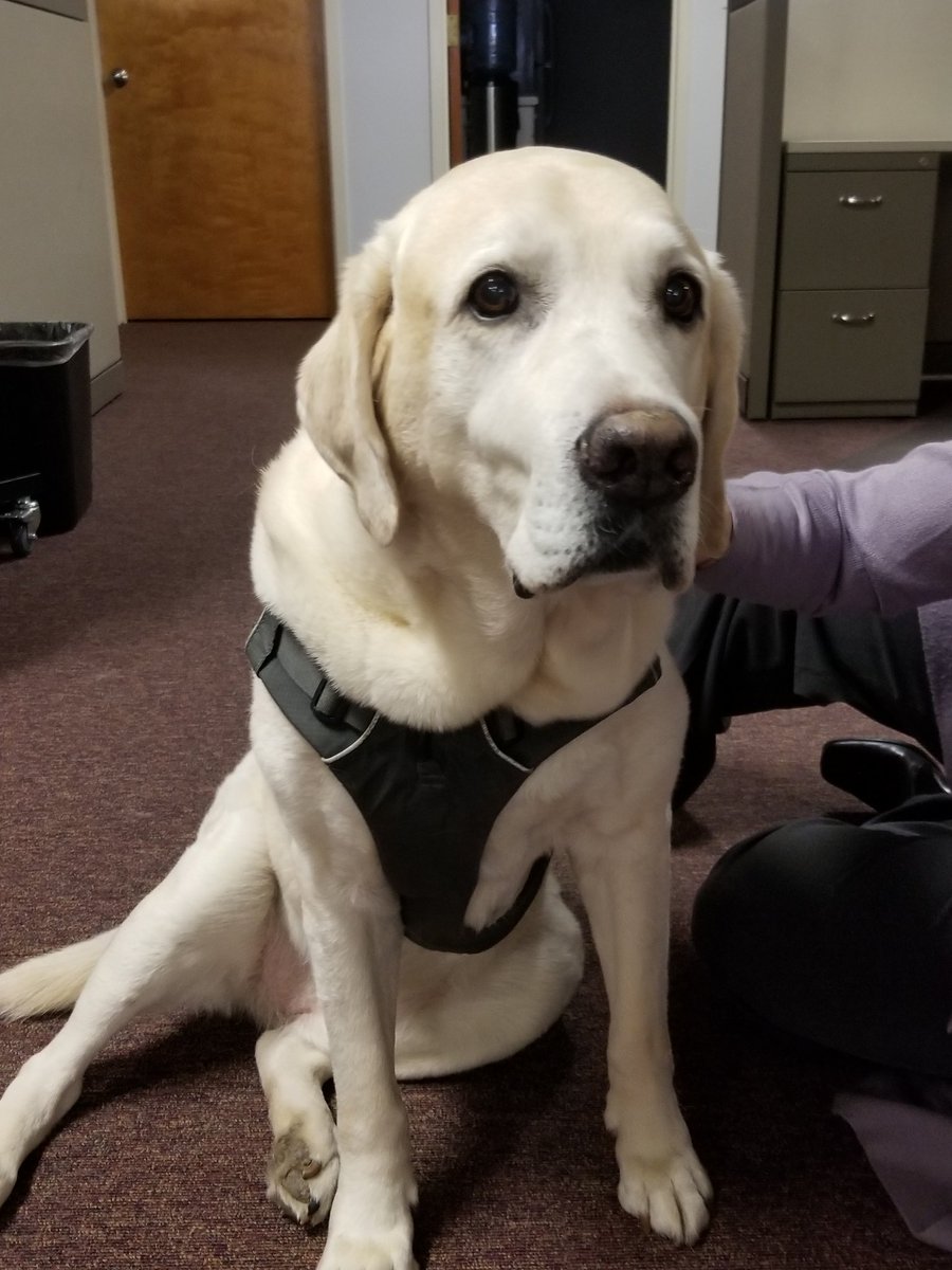 jennamacri's tweet photo. Our fabulous #libn40under40 honoree Allison Storck of @AmericasVetDogs @GuideDogFdn riled up the @LIBN office today with her buddy Pablo. And yes... he's a good boy... yes he is! https://t.co/3hBhptmcH7