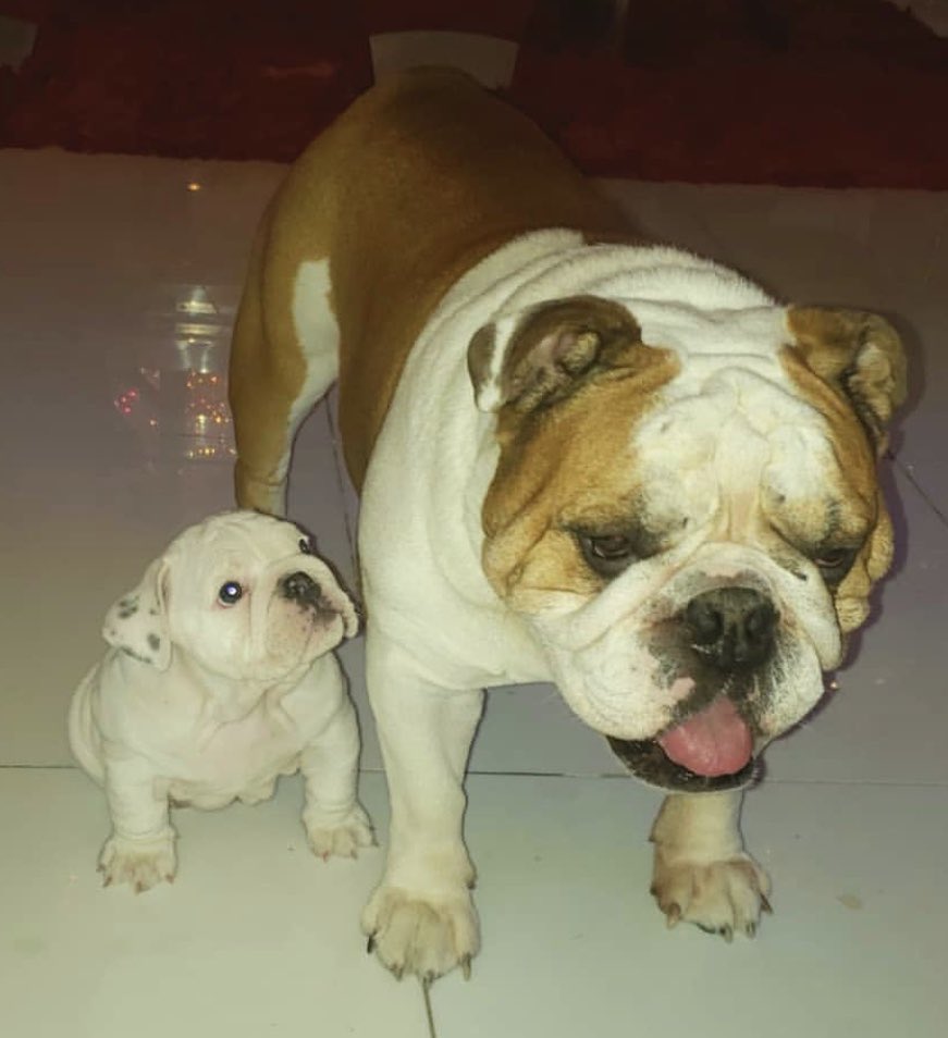 The Ice Family has a new edition! Welcome Princess Alexus.... King Maximus has a friend....  #EnglishBulldog