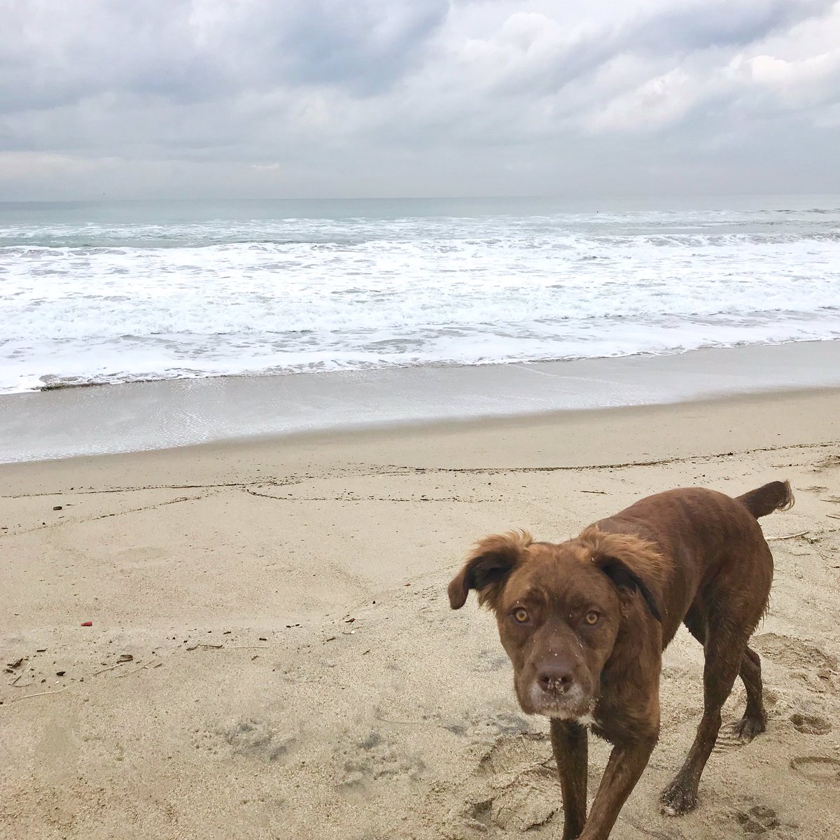 Safe, dry and warm thoughts to our #losangeles coastal neighbors ☔️ #inbetweentherain !
#beachdogs 🏝 🐶 #playadelreybeach #venicebeach #santamonicabeach #malibubeach #fetchpetcare #makingfetchhappen