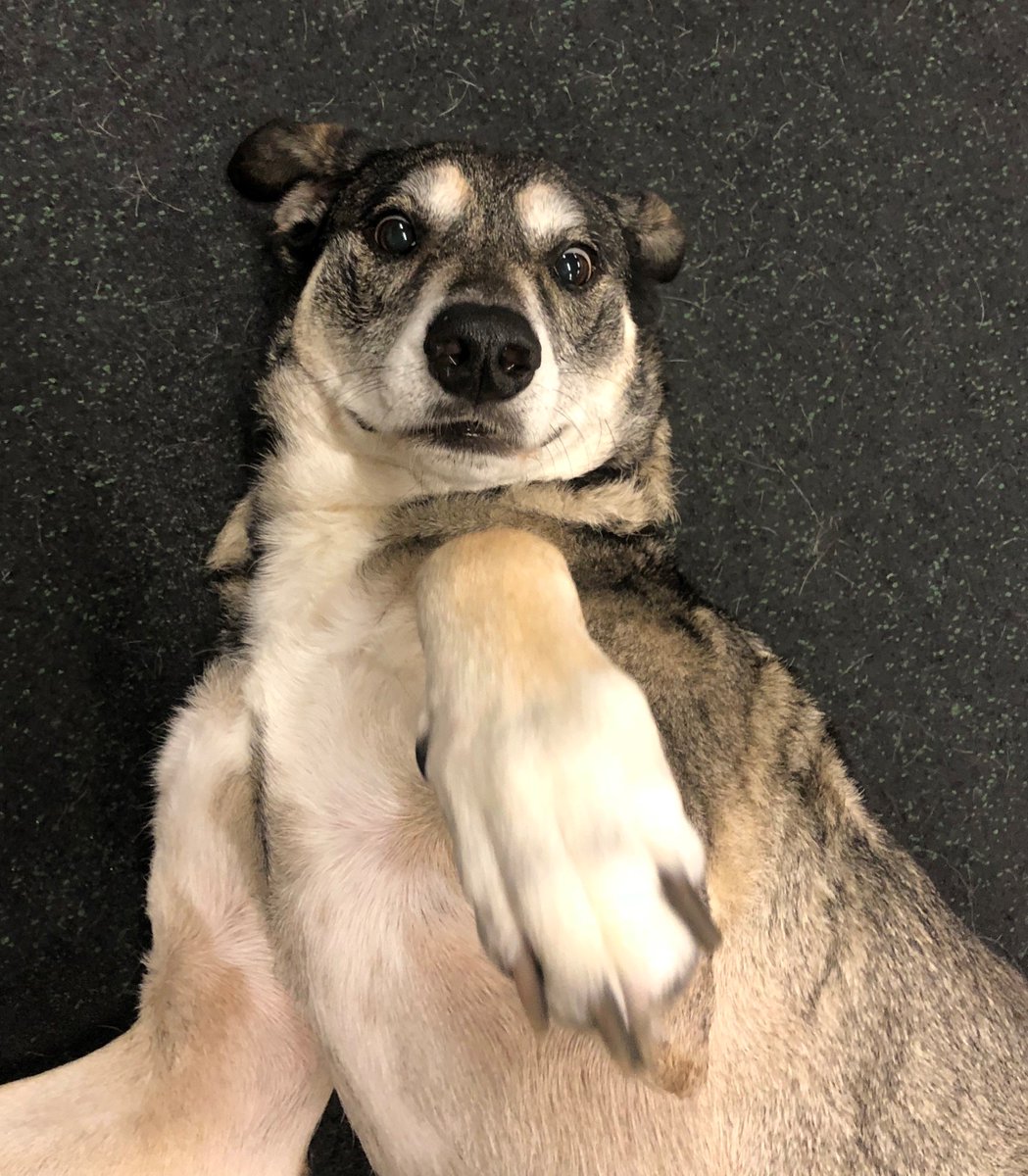 ADogsDayOut's tweet photo. Meet our Dog of the Week, Kiara! She also goes by Kiki and she is an adorable Shepherd mix. Kiki has been coming to our Alexandria facility since 2015. She is very playful and energetic. She loves to run and play with all the other pups! 🐾#dogsarelove #lovedogs #adogsdayout https://t.co/jF624e2M7Q