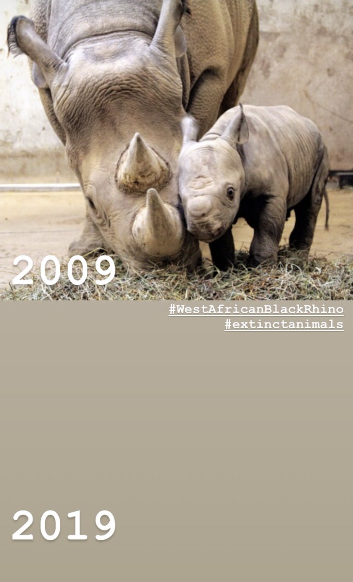 and this...
#WestAfricanBlackRhino
#ExtinctAnimals
#TenYearChallenge