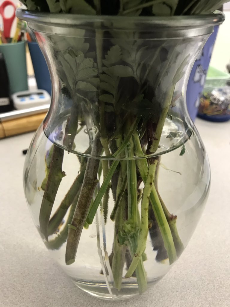 MrsGraham1A's tweet photo. What an awesome day to get flowers! We connected our CKLA lesson and saw how the flower stems appear to be bend/break due to refraction! 🌺🌞 https://t.co/fPGhHqWyNN