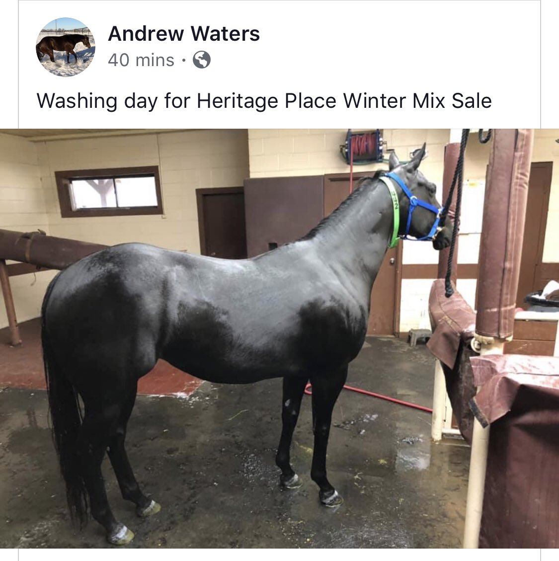 BobMooreFarms's tweet photo. Wash day for our #HeritagePlaceWinterMixedSale consignments. (Pictured, Hip 719, a 2013 black mare by Heza Fast Dash and out of Toast To My Mom by Toast To Dash. Sells Saturday. https://t.co/6OsDI5QWWV