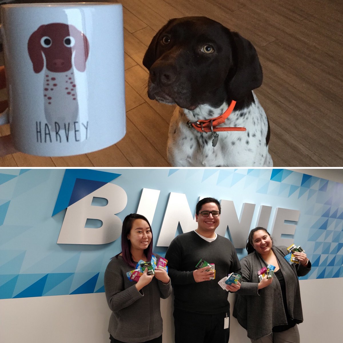 Today our YP Chair, Michael Carreira is taking over our #Instagram page. Head to our feed and find out what's like to be a Binnie a highway design engineer (and proud #dog owner). #youngprofessionals #highwaydesign #BinnieYPs #harveythegsp