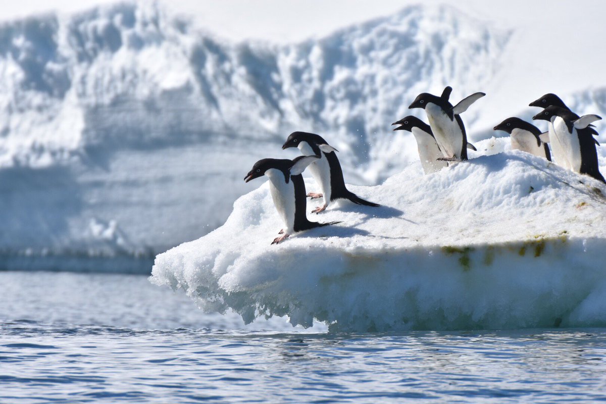 マツシタ 目つきの悪いアデリーペンギン かわいい アデリーペンギン 南極