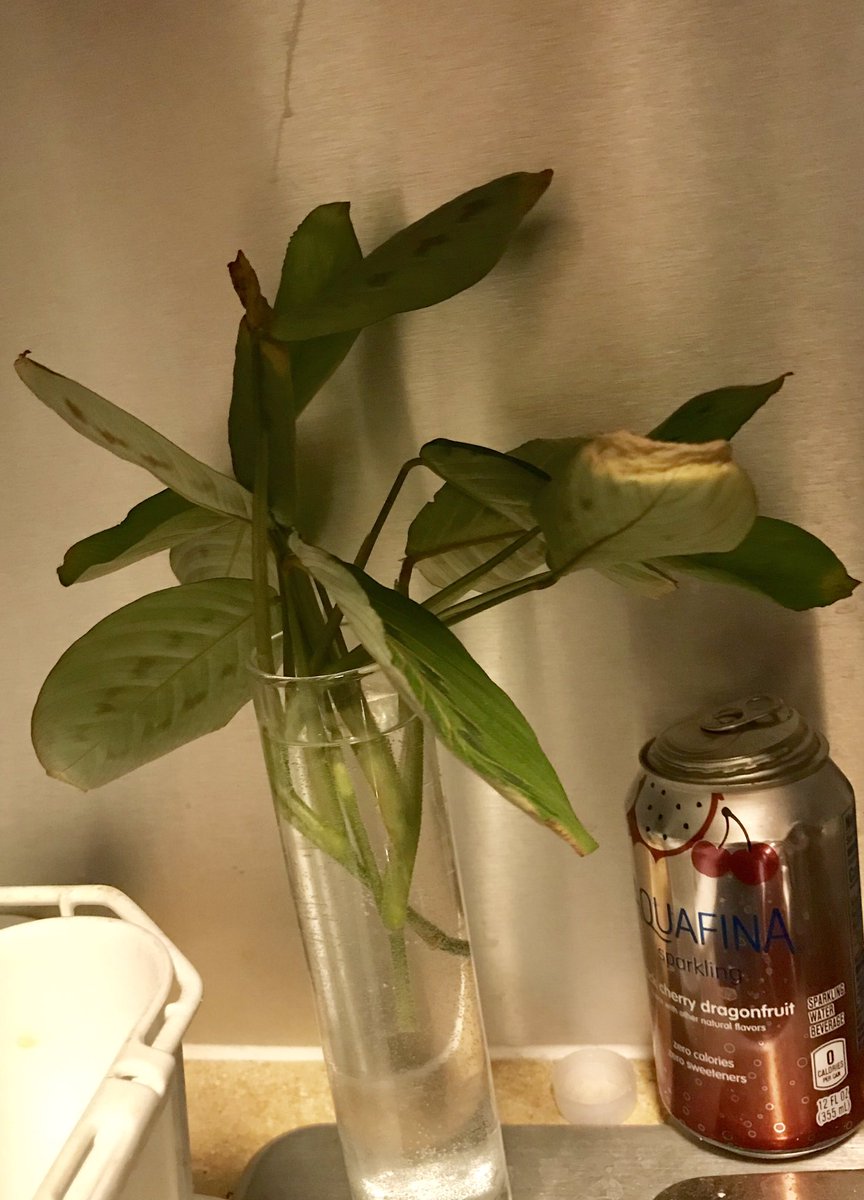 DhorubaKhali's tweet photo. #BeforeAndAfterChallenge
A plant was dying and I cut the dead leaves off; put them in water. They are forming new roots and looks like I might have a new ๐ฑ! #MyLife #JustLikeMe #Grateful #StillAWaysToGo #NewRoots https://t.co/iDnCKdfmNW