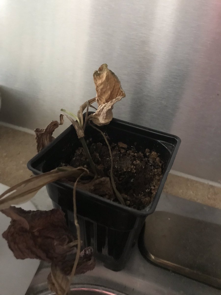 DhorubaKhali's tweet photo. #BeforeAndAfterChallenge
A plant was dying and I cut the dead leaves off; put them in water. They are forming new roots and looks like I might have a new ๐ฑ! #MyLife #JustLikeMe #Grateful #StillAWaysToGo #NewRoots https://t.co/iDnCKdfmNW