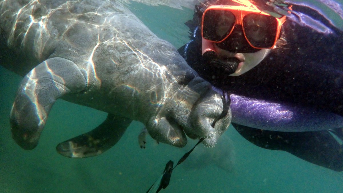 We are very respectful of #manatee personal bubbles.... but they pop ours all the time!!! #breakingthelaw