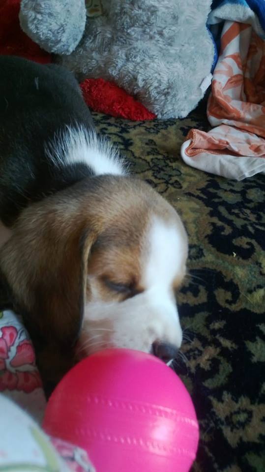 DogKolkata's tweet photo. Kolkata Dog Lovers is happy to share the experience of a compassionate owner.
We present to you -
The Pink Paw that won Hearts !
This journey is kind of fascinating.
 #kolkatadoglovers #kdl #petcare #petcareroundtheyear #dogs #caninefriends #flaircreatives #fimc #doglovers https://t.co/ws0WV9Tc9N