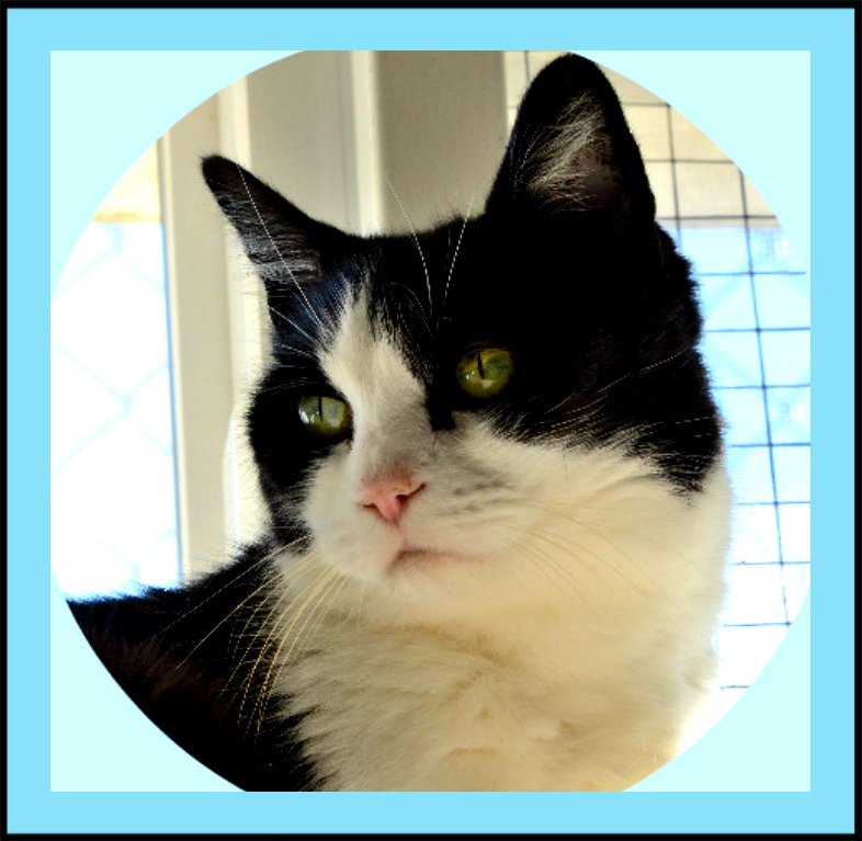 ChwkSafeHaven's tweet photo. Good Morning! Happy #WhiskersWednesday from #SafeHavenCats #CatOfTheWeek Sneakers who is a #LongTimeResident/#ForgottenCat with a #ReducedAdoptionFee of $100.!! #WednesdayMotivation #AdoptASeniorCat #CuddleBuddy to live out the remainder of her life in your loving #FureverHome ❣️ https://t.co/chwvKUPYXX