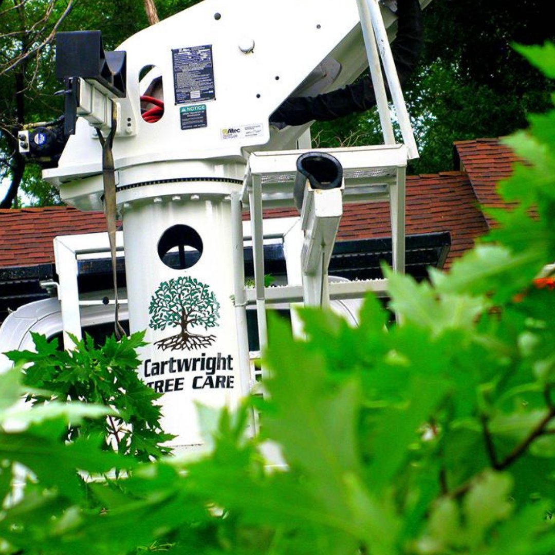 cartwright tree care cartwrighttree