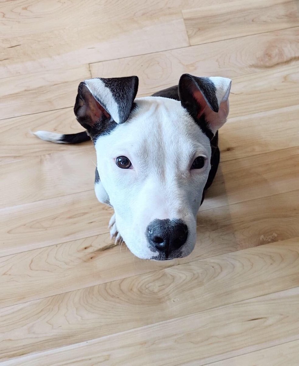 dog_rates's tweet image. This is Nicholas. He spent the first few months of his life fighting parvovirus. Now he’s happy and healthy and figuring out how his ears work. 14/10