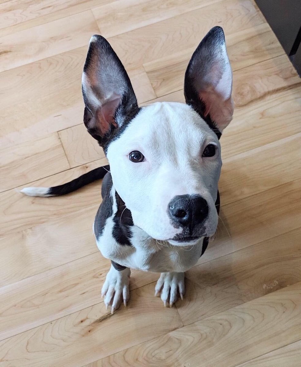 dog_rates's tweet image. This is Nicholas. He spent the first few months of his life fighting parvovirus. Now he’s happy and healthy and figuring out how his ears work. 14/10