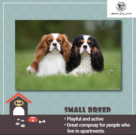 DogKolkata's tweet photo. Small breed dogs are very playful and active. They can adjust quite well in small spaces and thus are best for people who live in apartments
#kolkatadoglovers #kdl #petcare #petcareroundtheyear #dogs #howtochooseyourpet #caringforyourfurryfriend #furryfriends #maintainingdogs https://t.co/lBrdmNVon6
