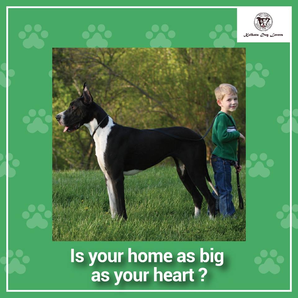 DogKolkata's tweet photo. Adopting a puppy feels great! Pups of all breeds are super cute. However, large breeds like Husky, German Shepherd, Great Dane require a lot of movement and can become unhealthy when confined in a small house. So, while choosing your wet-nosed child, go according to your home. https://t.co/bHJbLuBPhS