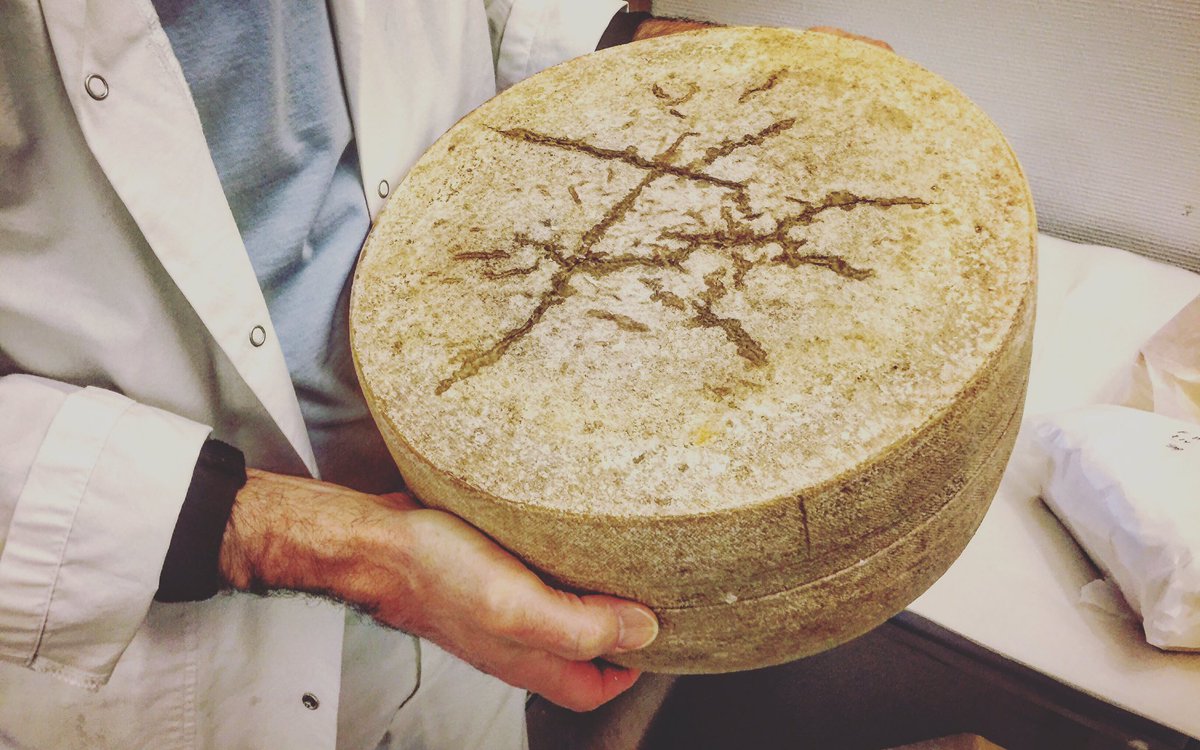 The Shape of Things to Come. 16kg of Summer 🌻 #paulsoste #paulscheese