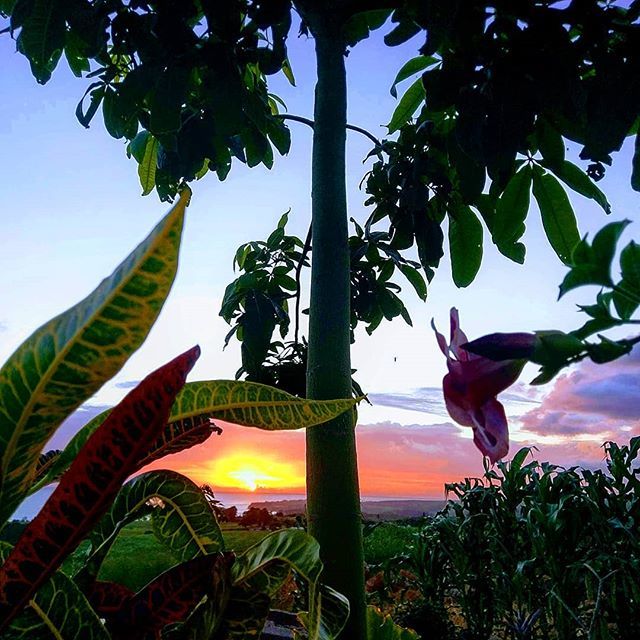Beautiful nature
#sunset #CatchTheLight #skyporn #sky #skylovers #light #nature #photography #picoftheday #beautiful #amazing #colour #color #Mauritius #Maurice #travelawsome #travel #travelblogger #travelgram #holidays #vacation #nofilter #home #love #… http://bit.ly/2TUVbZ1