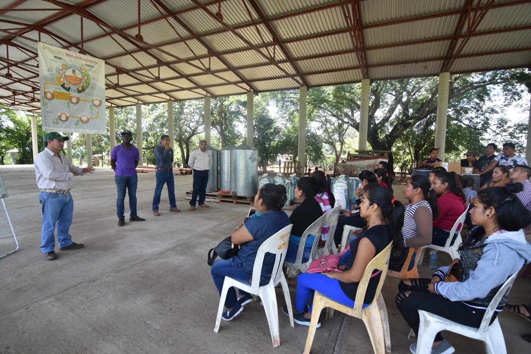bramaccimmyt's tweet photo. En 2018, #PROAGROCapacita realizó 1,941 eventos demostrativos en 16 estados de la repùblica, beneficiando 7,836 mujeres y 26,946 hombres.  #CIMMYTporMéxico, contribuyendo a hacer de la agricultura una actividad donde la inclusión social, genera una producción para el bienestar https://t.co/0rLO3Ar4dq