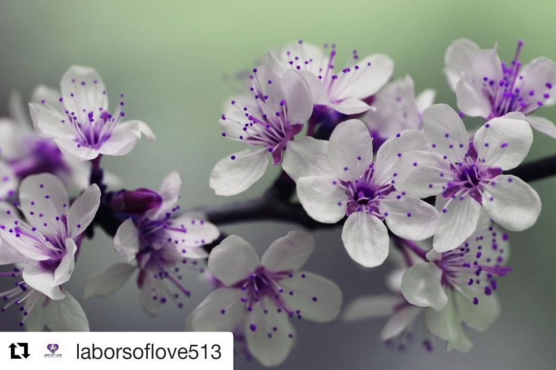 laborsoflove513's tweet image. #MidWeekReflection

Instead of wishing every flower was a rose, let's appreciate the unique beauty of each one. #BeYoutiful