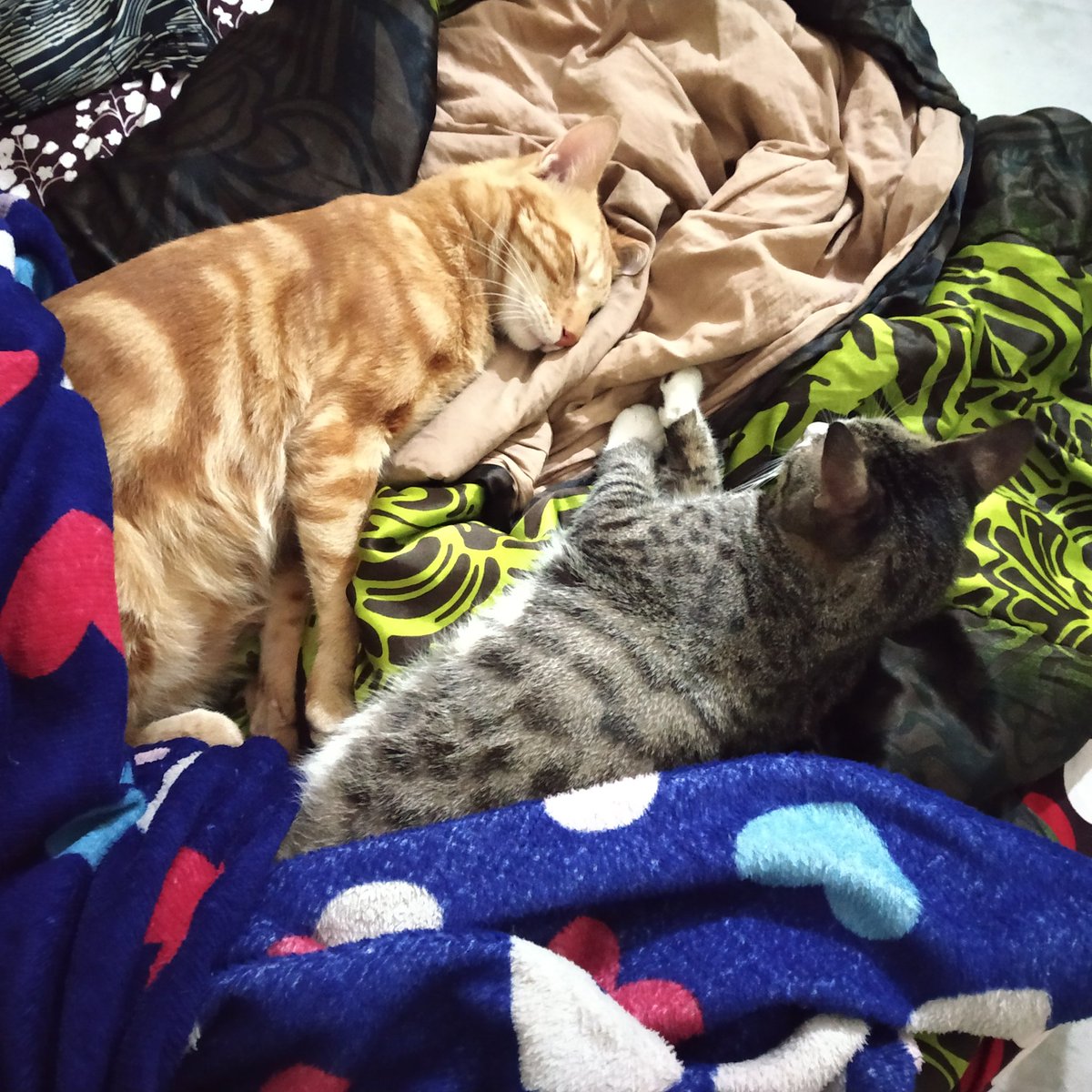 MeowAndMini1's tweet image. Cute