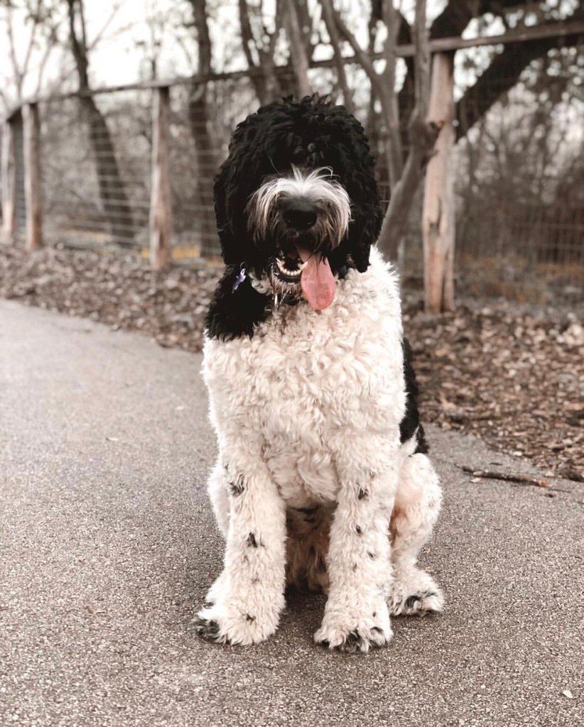 dogfriendlySA's tweet photo. Wag Crush Wednesday! Meet Mr. Riggins of @rigginstimothydoodle hanging here at McAllister Park. Where does your canine crew love to hang?
.
Speaking of canine crews, stay tuned for a big announcement tomorrowโโโ@dogfriendlysa is groooowinnng! #dogfriendlysa https://t.co/WoaTi4PcDM